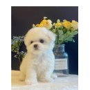 도그마루 강아지고양이 안양점 이미지