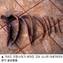 모리셔스의 희귀식물(빌려옴) 이미지