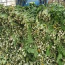 화천농장 이미지