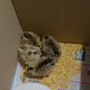 주미 농장 이미지