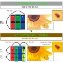 LCD(LED) TV의 화질을 향상 시키려면... 이미지