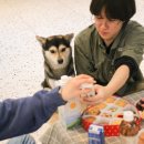 도그밥상 이미지