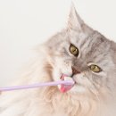 정겨운동물병원 이미지