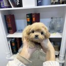 멜로디펍스 이미지