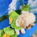 꼬숩당개 이미지