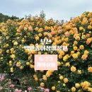 도당초등학교 | 경기도장미축제 부천백만송이장미원 주말 오픈런후기 주말나들이갈만한곳 추천