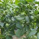 월기농장 이미지