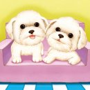 동물사랑애견샵 이미지