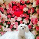 쪼꼬동물메디컬센터 이미지