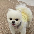 글로리퍼피 이미지