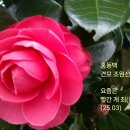 홍동