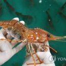 독도당구장 이미지