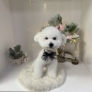 슈에뜨시앙 이미지