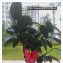 [화분]개업 축하 -김천 '리*호텔'으로 (멜라닌고무, 공기정화) 이미지