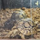 춘천 크레스티드게코 분양 3만원부터 토리멀파크에서! 🦎💚