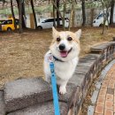 (주)피앤비 인터내셔널 | 장에 좋은 퓨어비타 독 스튜 강아지 습식사료 적극 추천