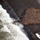 기후)3만5천마리의 바다코끼리가 집결했다 이미지