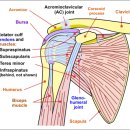 Acromioclavicular joint -위키피디아 이미지
