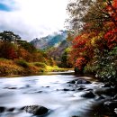 은행나무 이미지