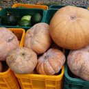 잭과 사과나무 이미지