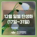 12월 일별 탄생화와 꽃말, 특징 소개(17일~31일)[과천꽃판매 서림원예종묘]