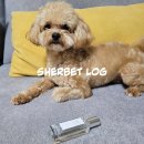강아지 향수 조아루 뿌려서 어디서나 향기롭게 관리해요