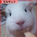 집사양