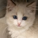 비비스토어 | 고양이 이동장 필수! 내돈내산 비비 루이 추천 후기