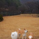 스테이다독 이미지