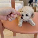 미소메디칼 | 파주애견분양 미니말티즈 후기