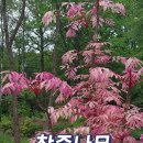 대한민국 대표 나무나물 이미지