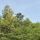 팽고염소 이미지