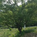 살구나무집민박 이미지