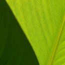 Green 티스토리