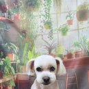 울알라애견미용