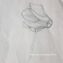 기초 보태니컬아트 기법 이미지