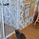 냥냥늉늉 이미지