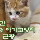 입양 간 아메숏아기고양이 5마리 근황 Five American Short Hair Baby Cats Adopted 이미지