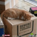 RC모터스 이미지