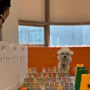 밤밤 애견유치원 이미지