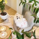 멈무eat | 김해 장유 애견 동반 카페 멈무eat ❤️ 멈무잇 후기