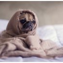 강아지집 이미지