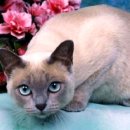 고양이눈 이미지