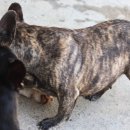 단디프렌치 이미지