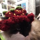 made a hat for my cat but she dislike it🗿 이미지