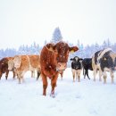 한우축사 이미지