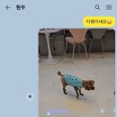 피터펫카페 일산점 이미지