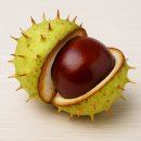 마로니에 이미지