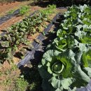 현동농장 이미지