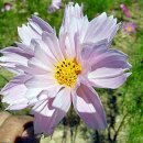 삼일1리 이미지